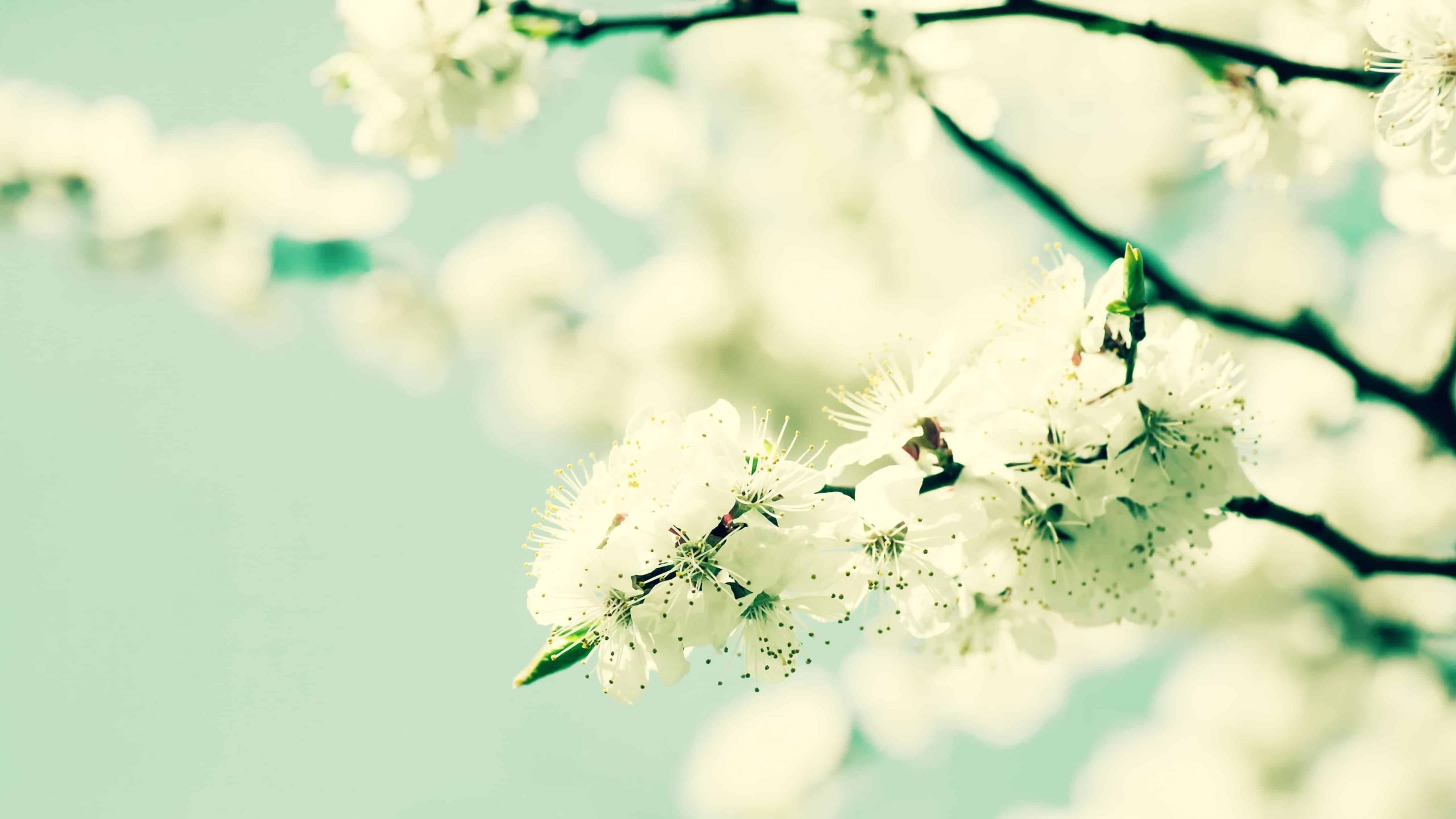 steph mcgee oxford hypnotherapy blossom tree outside steph mcgee hypnotherapy in horspath, oxford