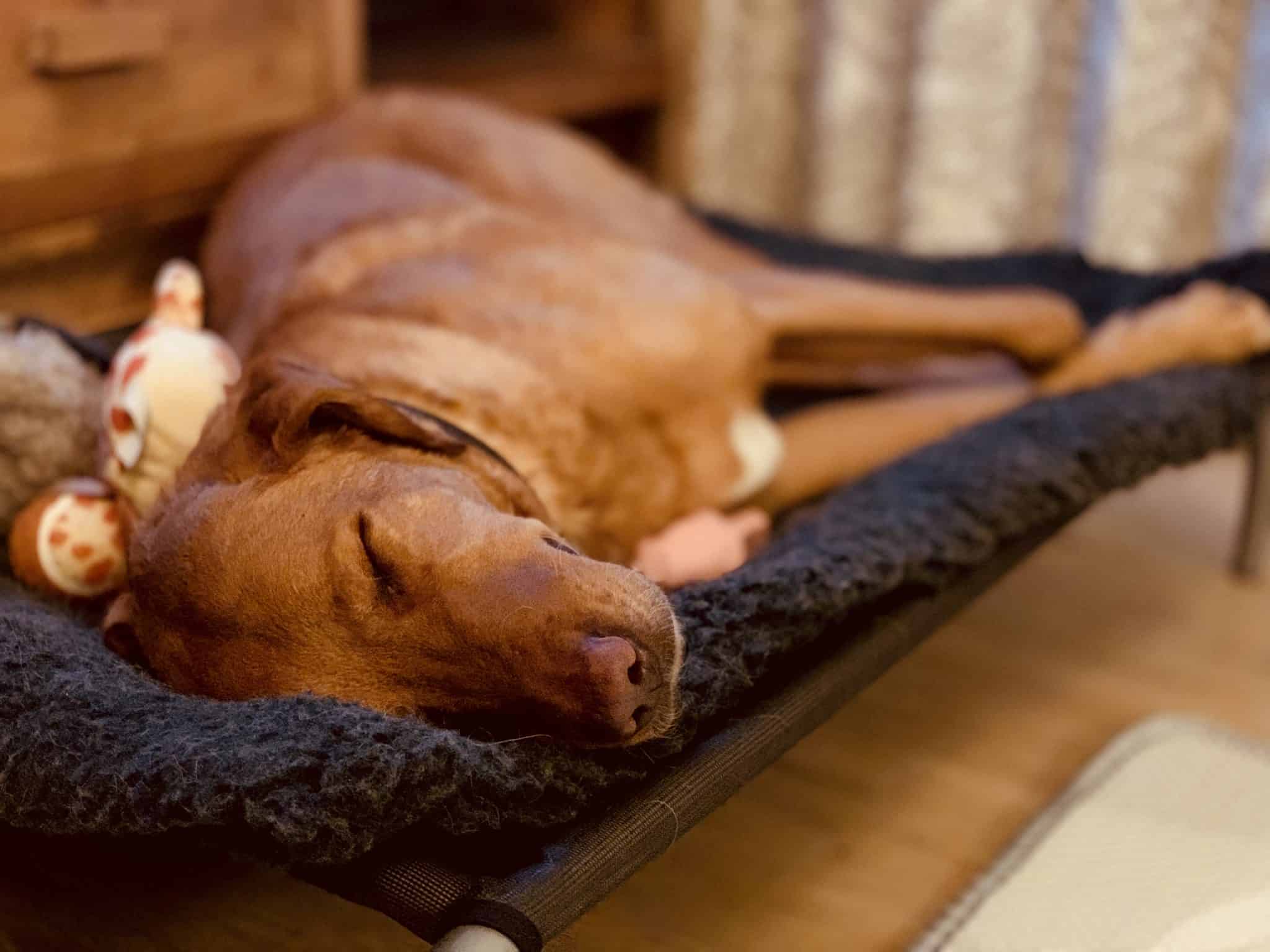 A dog sleeping during a homebirth