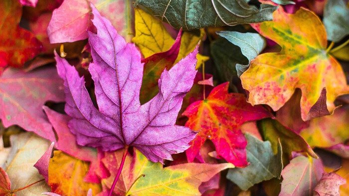 Hypnobirthing-colour-anchor colourful autumn leaves in pink, red, purple, gold and green to demonstrate the vibrancy of hypnobirthing colour anchors for natural pain relief