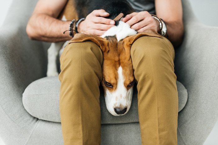 hypnotherapy-fertility-men seen from shoulders down, white man on a grey sofa sitting as he worries about his fertility with a cute beagle dog on his lap