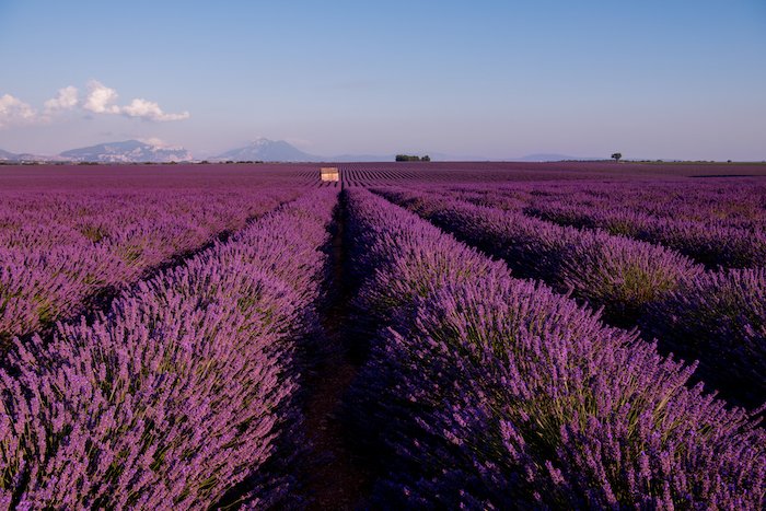 stone house at lavender field beautiful lavender field depicting the hope of unexplained infertility